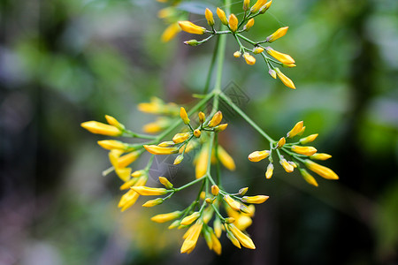 一种黄色的向野花白色宏观花园绿色热带叶子季节公园美丽植物花的高清图片素材