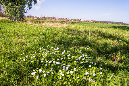 德国绿草地上的花朵 具有背景背景的海葵白色绿色植物换季春花蓝色天空野花生长植物群背景图片