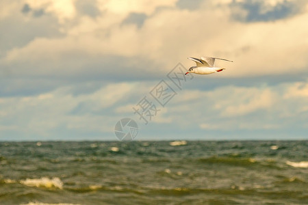 黑头海鸥在波罗的海上空深飞野生动物动物群动物海滩沙滩天空绿色飞行航班蓝色背景图片