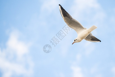 黑头海鸥在波罗的海上空深飞航班动物群野生动物动物天空飞行蓝色背景图片