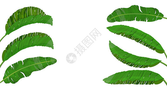 香蕉棕榈的一组明绿叶 热带主题 印刷 图像或明信片的多彩图形设计 插图背景图片