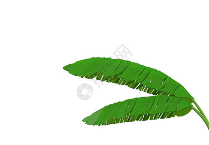 香蕉棕榈明绿叶 热带主题 印刷 图片或明信片的多彩图示设计背景图片