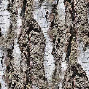 高清晰度高光光照现实 无缝树木纹理图案木材荒野植物松树高分辨率苔藓照片材料框架树木背景图片