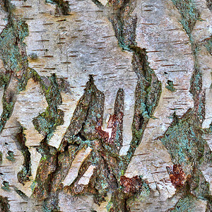 高清晰度高光光照现实 无缝树木纹理图案植物荒野树干木头苔藓木材橡木宏观材料高分辨率背景图片