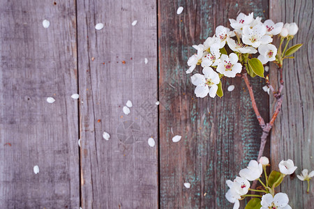 苹果美丽的白花枝 躺在木制桌子上 最美的景色樱花雌蕊枝条苹果树水平白色背景图片