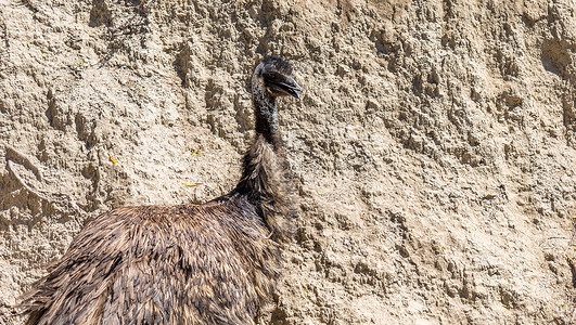 Emu 野生动物高清图片