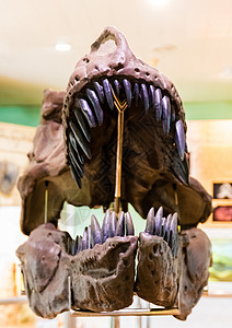 博物馆中的恐龙头岩石化石科学颅骨爬虫古生物学历史捕食者牙齿石头史前高清图片素材