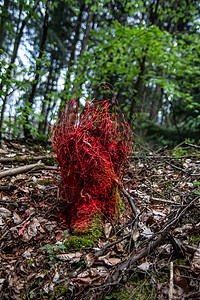森林中的亮红颜色标记天空红色棕色树木绿色蜡笔树叶蓝色森林踪迹背景图片
