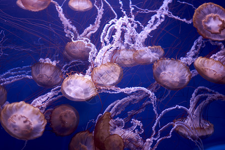 一群日本海中的织网水母水族馆毒素热带异国风险冒险情调潜水海蜇生物背景图片