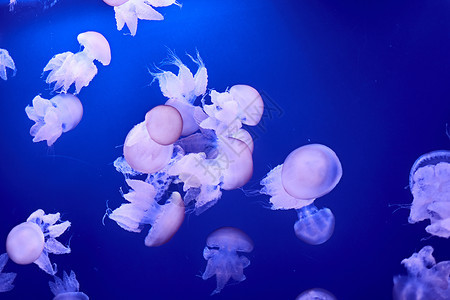 白色管水母海洋中漂浮的白色水母群毒素潜水浮潜潜艇生物热带珊瑚危险蓝色风险背景