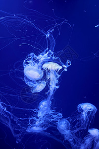 白色管水母海洋中漂浮的白色水母群生物潜水水族馆情调危险热带动物浮潜野生动物蓝色背景