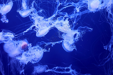 白色管水母海洋中漂浮的白色水母群浮潜危险珊瑚异国潜艇动物园毒素潜水情调冒险背景
