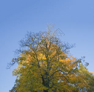 秋天大黄橙色树 蓝天空背景绿色的高清图片素材