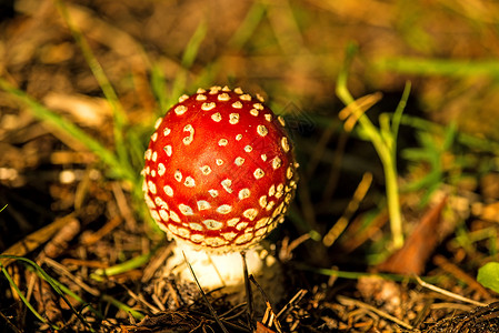 苍蝇 青春的蘑菇真菌战士仪式药物药品球形圆形毒蝇背景图片