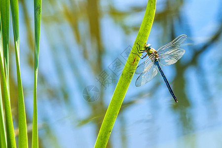 蜻蜓水皇帝 雄性蜻蜓绿色叶子动物群野生动物蛇科小贩男性动物池塘背景