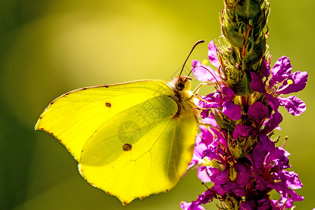 金翅鸟一朵紫色的花朵上的 褐石蝴蝶绿色昆虫美丽珍珠菜环境宏观活力动物群野生动物千金子背景