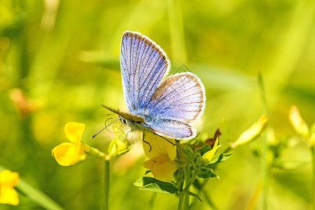 黄色的蝴蝶花朵上的普通蓝色野生动物活力动物群绿色阳光蝴蝶花蜜叶子翅膀宏观背景