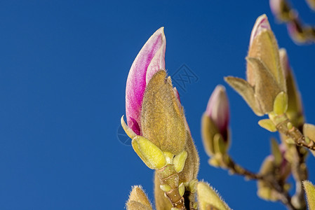 在开花前不久的马格兰花芽玉兰生长粉色植物季节冬眠花园天空植物学植物群背景图片