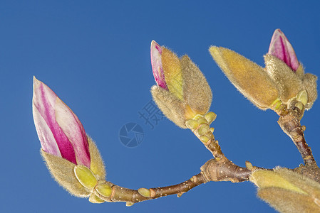 在开花前不久的马格兰花芽天空植物群冬眠植物季节植物学季节性花园粉色生长背景图片