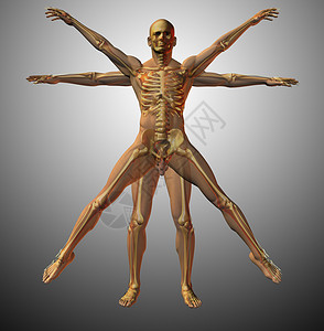 人体躯干解解剖活性人类人体姿势智力生理男人知识脊柱颅骨框架形态背景
