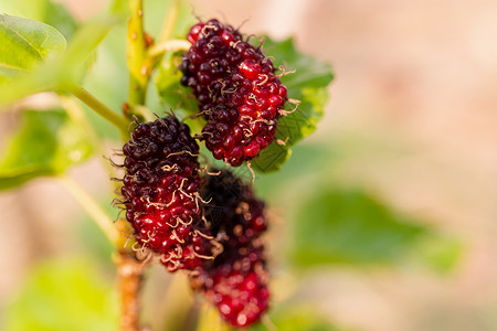 黑莓树夏天素食主义者高清图片