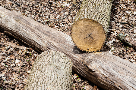 砍伐森林中另一棵原木的树木植物高清图片素材