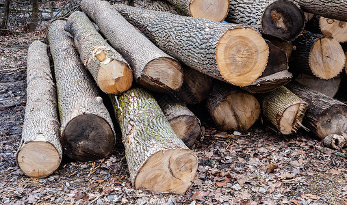 砍伐树木的木头在地面上堆积不均植物高清图片素材