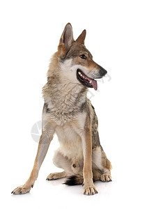 狼狗动物成人工作室宠物背景图片
