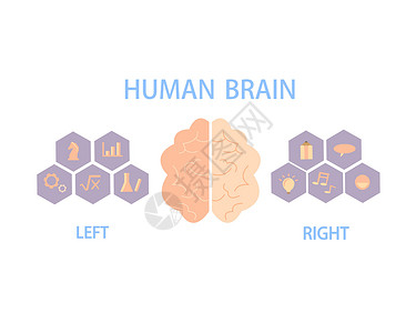 人脑分为左右半球 控制身体和行为脑袋心理学插图当量情感逻辑知识智商绘画知识分子背景图片