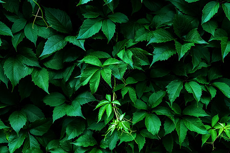 Virginia 爬行者 黑暗绿叶背景 树枝纹理背景图片