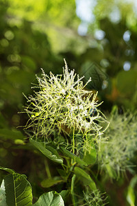 烟树花植物昏沉的高清图片