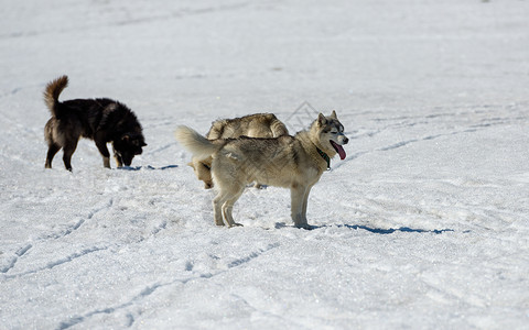 爱斯基摩犬犬类西伯利亚雪橇犬高清图片