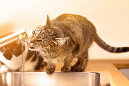 从厨房的自来水龙头喝水 然后照亮犬类流浪猫动物宠物舌头哺乳动物龙头自来水虎斑胡须背景图片