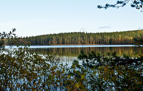 芬兰凯努湖地区 芬兰绿色风景针叶公园森林树木环境荒野旅行木头背景图片