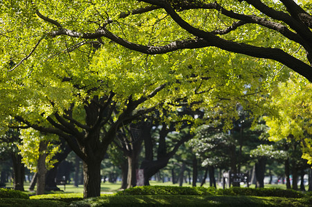 日本 东京马鲁努吉商业区公园树木位置公园城市商业区高清图片