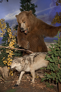 棕熊攻击土狼博物馆动物进攻植物生命科学野生动物树干哺乳动物景点国家背景图片