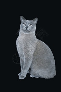 蓝缅甸猫坐着摄影灰色黑色纯种猫动物影棚蓝色宠物背景家畜背景图片