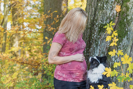 年轻的孕妇 她正在玩弄她的狗肚子高清图片素材