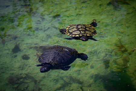 2个池塘滑板海龟Trachemys剧本a在池塘中游泳热带生物学异国爬虫公园爬行动物乌龟野生动物太阳照片动物群高清图片素材