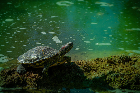 池塘滑板海龟(Trachemys剧本a)正在太阳下烘烤荒野高清图片素材
