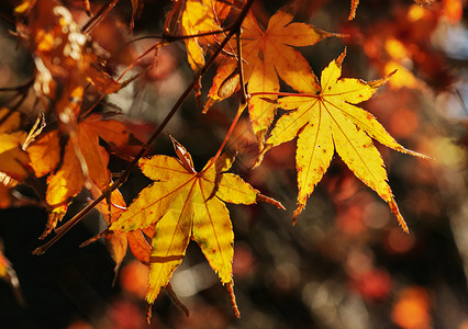 tree美丽的树叶叶子棕色生长风景饱和色美味掌状公园花园框架背景