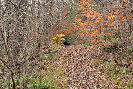 秋天森林中距离遥远的一群男性离远者高清图片