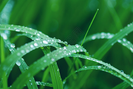 绿色绿草刀和雨水高清图片