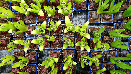 带有年轻的 Hyacinth 顶端视图的锅植物群叶子花朵种植土壤花园园艺绿色花盆植物背景图片