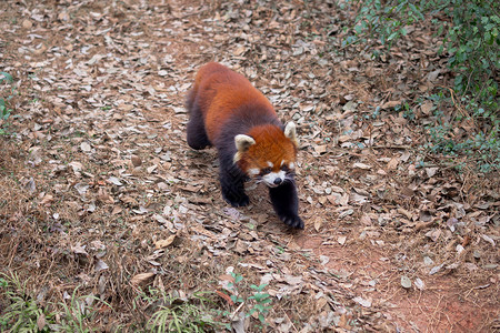 散步的熊猫竹林的红熊猫特写照片背景