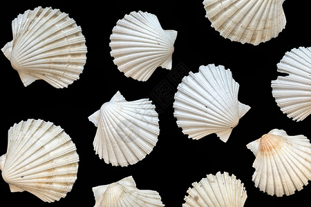 黑色背景孤立的贝壳骨骼海洋贝类热带生活动物白色背景图片