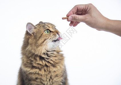 猫站着吃手拿食物毛皮喂养小猫爪子哺乳动物猫科动物猫咪动物小吃白色喂食高清图片素材