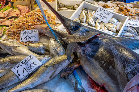 旗鱼素材箭鱼和其他鱼类和海鲜鲭鱼鱿鱼市场旗鱼钓鱼食物饮食章鱼海洋乌贼背景