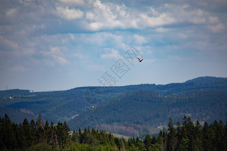 猎鸟在空气中盘旋着觅食主权猎人羽毛森林山脉背景图片