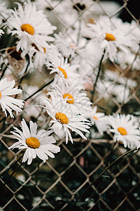 一群小仙女在篱笆附近 有超级大花瓣背景图片